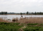 Margot Klingers : VWG vogelreis Oost Duitsland mei 2010, m.klingers